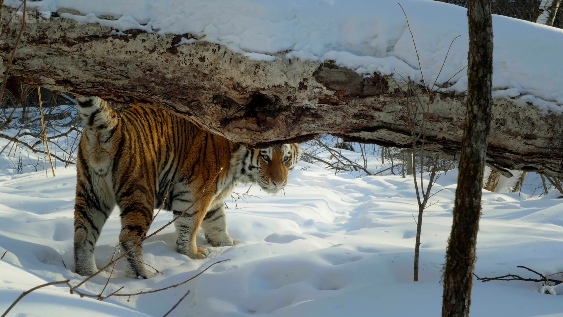 Siberian tiger (Panthera tigris tigris) as shown in Frozen Planet II - Frozen Worlds